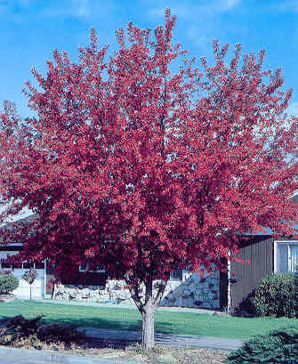 Best BloomingTrees of Spring in the Gardens