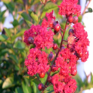 Heat Loving Bloomers of Summer