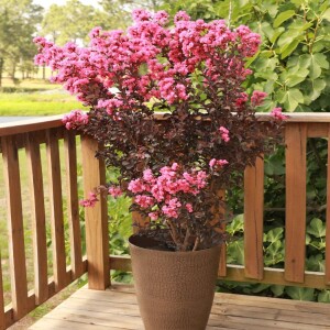 How to Grow a Backyard Crape Myrtle