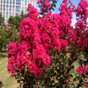 Super Summer Bloomers in the Mountain Landscape