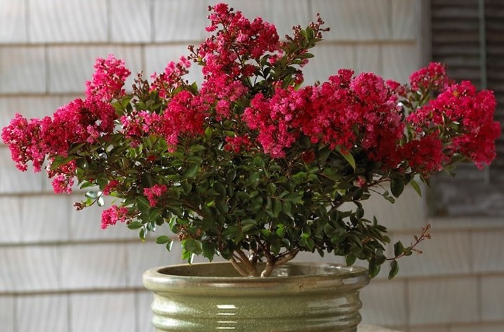 Best of the Summer Blooming Shrubs that Love, Love, Love Heat