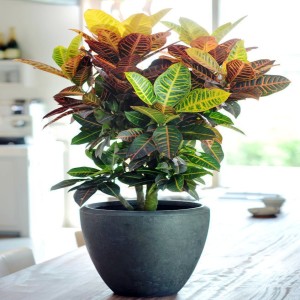 10 Most Popular Houseplants and How to Growth Them