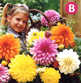 Getting Bigger Blooms from You Flowers