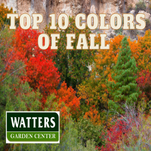 Top 10 Fall Colored Trees for Autumn Planting