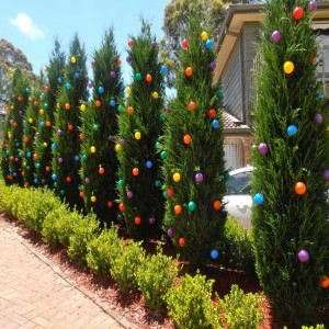 Holiday Trees Best Planted in Winter