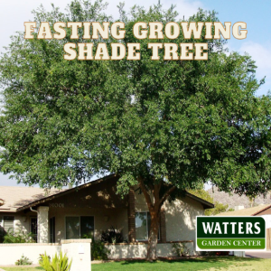 Fastest Growing Trees for Fathers Day Shade