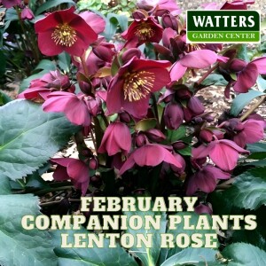 February Plant of the Month – Hellebore