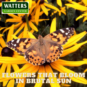 Summer Flowers that Bloom in Brutal Sun