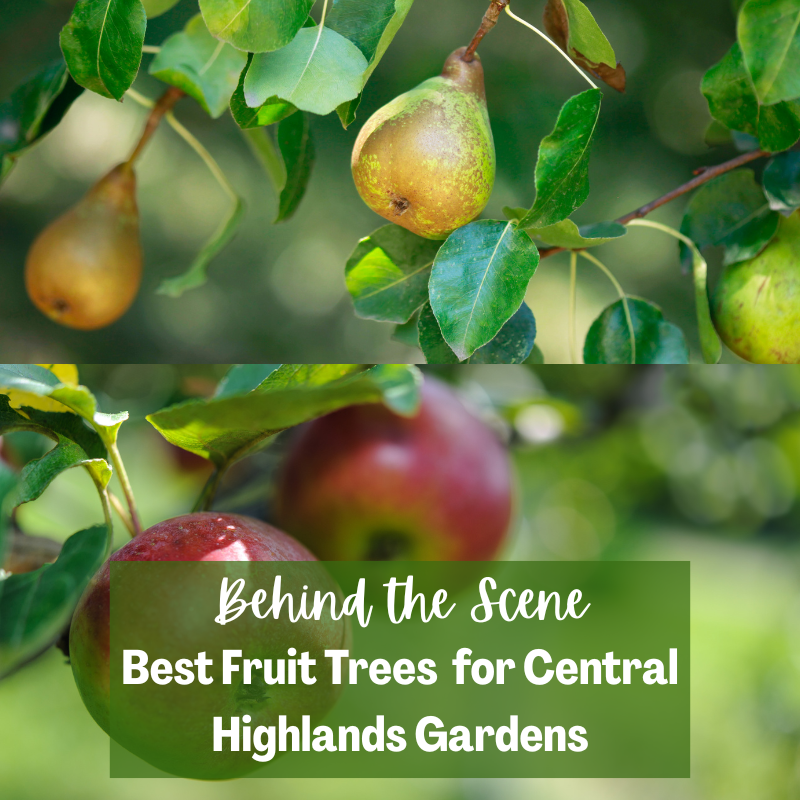 Follower Behind the Scene Bonus: Best Fruit Trees for the Central Highlands