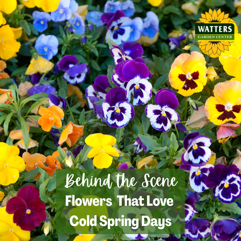 Behind the Scene Follower Bonus: Flowers That Love Cold Spring Days