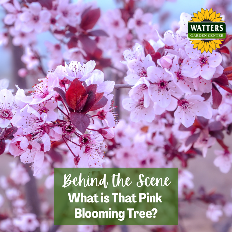 Follower Behind the Scene Bonus: What is That Pink Blooming Tree?