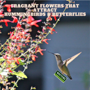 Fragrant Flowers that Attract Hummingbirds and Butterflies