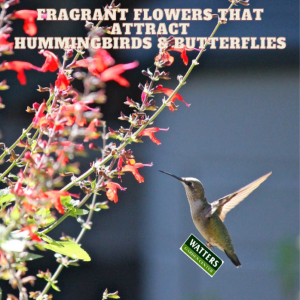 Perennial Flowers that Draws in Hummingbirds and Butterflies