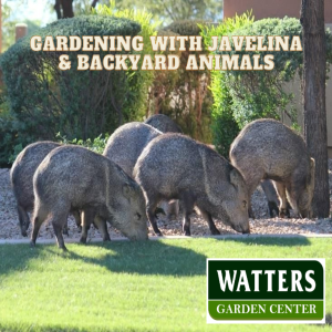 Gardening with Backyard Animals & Javelina