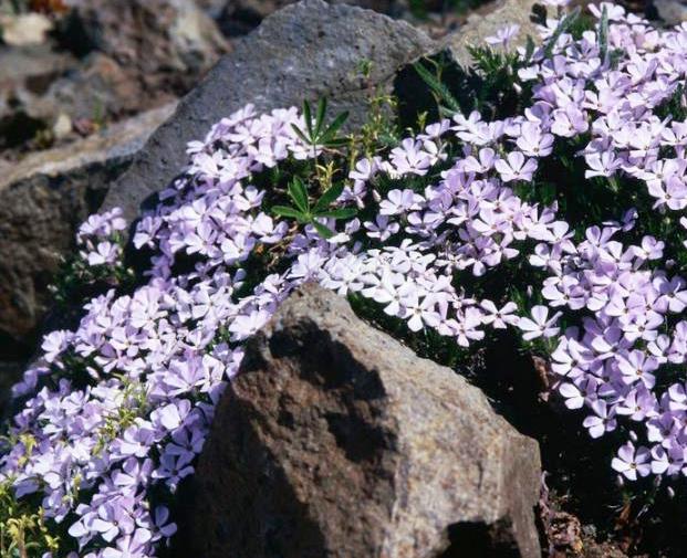 Groundcovers Sure to Please and Actually Cover 7-29