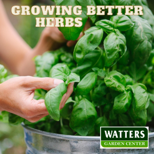How to Grow Fresh Herbs Straight from the Gardens