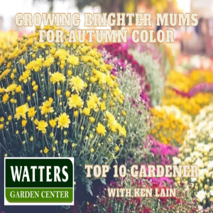 Growing Brighter Mums for Autumn color
