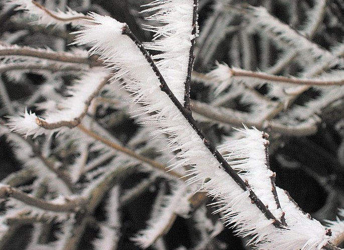 Hard freeze alert the next two nights above 5000'
