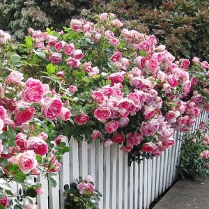 Getting Your Flowers and Roses to Rebloom Again