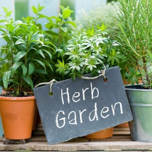 Top 10 Herbs for Kitchen Gardens