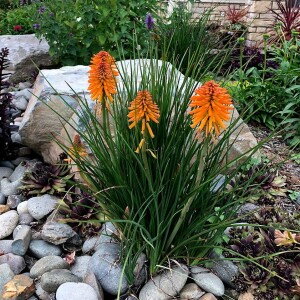 Plants for the High Desert Landscape