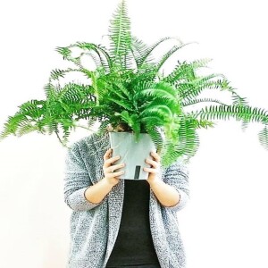 Most Popular Houseplants for a Health New Year