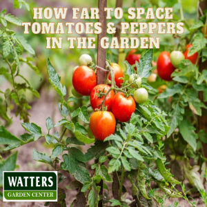 How Far to Space Tomatoes & Peppers in the Garden