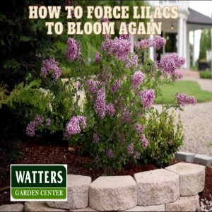 How to Force Lilacs to Bloom Again