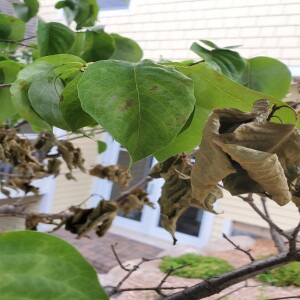 How to Heal Stressed Out Plants