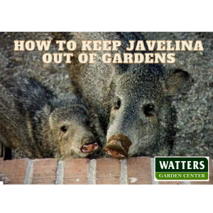 How to Javelina Proof Your Gardens