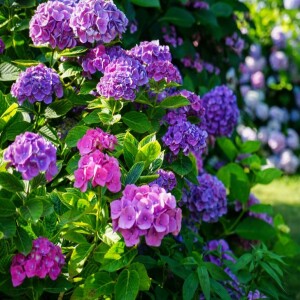 How to Grow Hydrangea with Spectacular Flowers