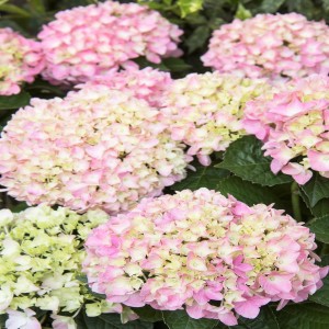 Growing Better Perennials Flowers this Spring