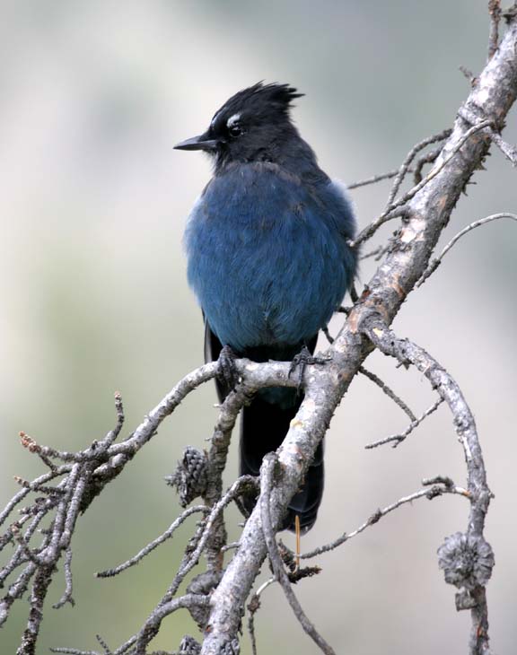 Gardening for Birds