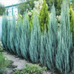 Planting Privacy Screens in the Landscape