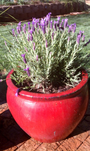 Garden Design with Containers