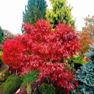 Fabulous Fall Foliage Trees of Autumn