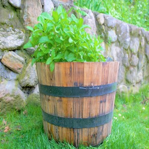 Pretty Plant to Decoration the Winter Garden You can Eat