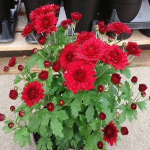 Top 10 Mums for Autumn Gardens
