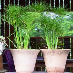 Top 5 Houseplants that are Easy to Grow