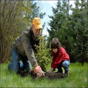 How to Plant a Tree or Shrub in Winter