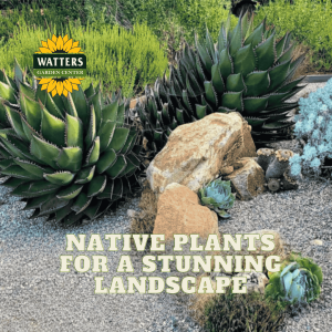 🌱8 Stunning Plants for the Native Landscape