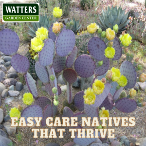 Top 10 Native Plants that Look Beautiful and Thrive in the Landscape