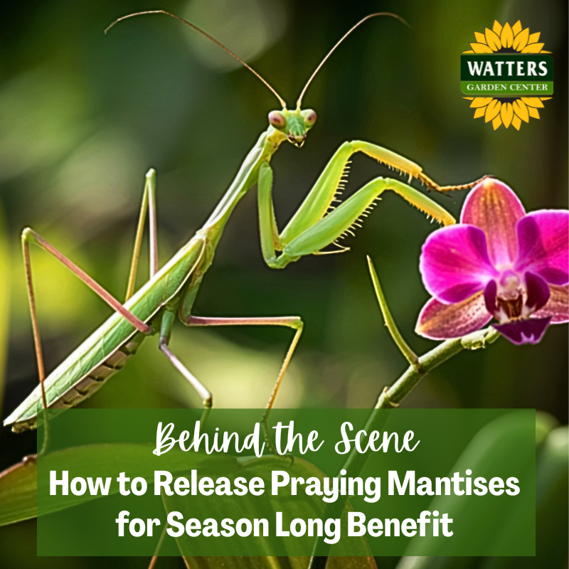 Behind the Scene Follower Bonus: How to Release Praying Mantises for Season Long Benefit