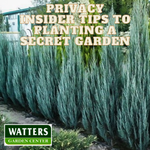 Privacy - Insider Tips to Planting a Secret Garden