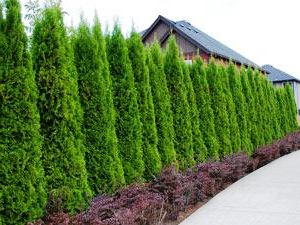 Privacy Screen with Fast Growing Plants
