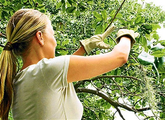 Pruning Simplified