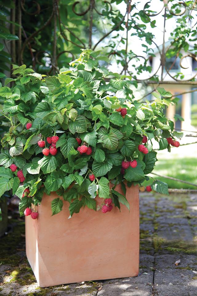 Eat Your Yard - Edible Plants in the Landscape