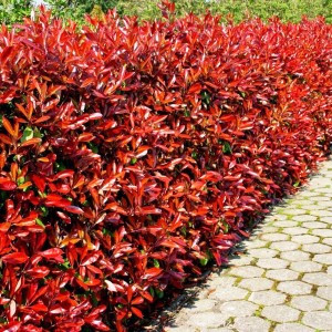 Evergreen Shrubs Best Planting in Fall for Year round color