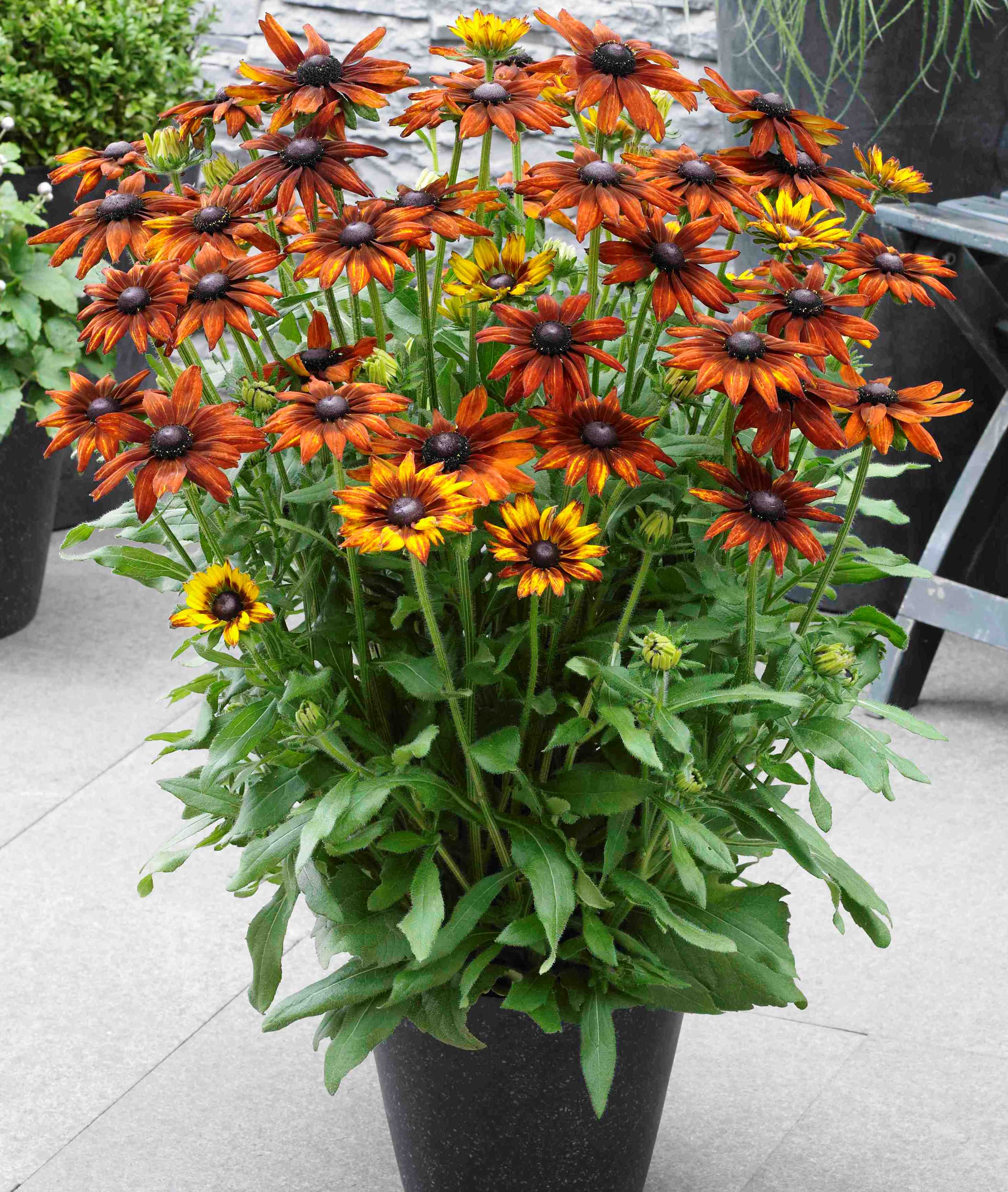 Perennials and the Best Summer Planting Season
