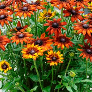 2022 Newest Heat Loving Plants for the Summer Garden
